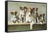 Family of Collies-null-Framed Stretched Canvas