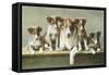 Family of Collies-null-Framed Stretched Canvas