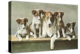 Family of Collies-null-Stretched Canvas