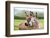 Family of Donkeys Outdoors in Spring. Couple of Donkeys on the Meadow-vvvita-Framed Photographic Print