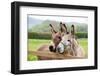 Family of Donkeys Outdoors in Spring. Couple of Donkeys on the Meadow-vvvita-Framed Photographic Print