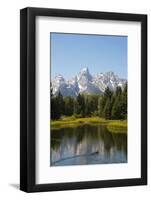 Family of Ducks Swim across the River, Grand Teton National Park, Teton County, Wyoming, Usa-John Warburton-lee-Framed Photographic Print