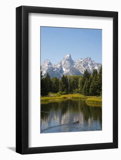 Family of Ducks Swim across the River, Grand Teton National Park, Teton County, Wyoming, Usa-John Warburton-lee-Framed Photographic Print