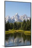 Family of Ducks Swim across the River, Grand Teton National Park, Teton County, Wyoming, Usa-John Warburton-lee-Mounted Photographic Print