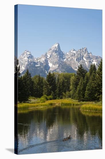 Family of Ducks Swim across the River, Grand Teton National Park, Teton County, Wyoming, Usa-John Warburton-lee-Stretched Canvas