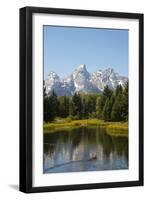 Family of Ducks Swim across the River, Grand Teton National Park, Teton County, Wyoming, Usa-John Warburton-lee-Framed Photographic Print