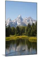 Family of Ducks Swim across the River, Grand Teton National Park, Teton County, Wyoming, Usa-John Warburton-lee-Mounted Photographic Print