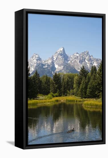 Family of Ducks Swim across the River, Grand Teton National Park, Teton County, Wyoming, Usa-John Warburton-lee-Framed Stretched Canvas