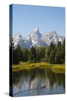 Family of Ducks Swim across the River, Grand Teton National Park, Teton County, Wyoming, Usa-John Warburton-lee-Stretched Canvas