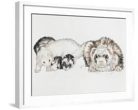 Family of Ferrets-Barbara Keith-Framed Giclee Print