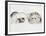 Family of Ferrets-Barbara Keith-Framed Giclee Print