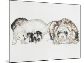 Family of Ferrets-Barbara Keith-Mounted Giclee Print