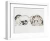 Family of Ferrets-Barbara Keith-Framed Premium Giclee Print