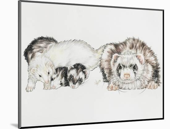 Family of Ferrets-Barbara Keith-Mounted Premium Giclee Print