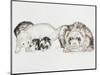 Family of Ferrets-Barbara Keith-Mounted Premium Giclee Print