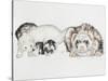 Family of Ferrets-Barbara Keith-Stretched Canvas