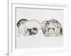 Family of Ferrets-Barbara Keith-Framed Giclee Print