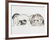 Family of Ferrets-Barbara Keith-Framed Giclee Print