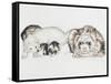 Family of Ferrets-Barbara Keith-Framed Stretched Canvas