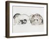 Family of Ferrets-Barbara Keith-Framed Giclee Print