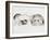 Family of Ferrets-Barbara Keith-Framed Giclee Print