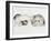 Family of Ferrets-Barbara Keith-Framed Giclee Print