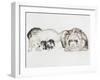 Family of Ferrets-Barbara Keith-Framed Giclee Print