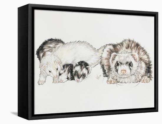 Family of Ferrets-Barbara Keith-Framed Stretched Canvas