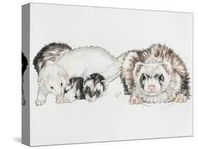 Family of Ferrets-Barbara Keith-Stretched Canvas