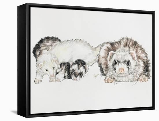Family of Ferrets-Barbara Keith-Framed Stretched Canvas