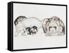 Family of Ferrets-Barbara Keith-Framed Stretched Canvas