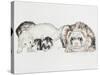 Family of Ferrets-Barbara Keith-Stretched Canvas