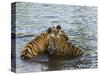 Family of Indian Tigers, Bandhavgarh National Park, Madhya Pradesh State-Thorsten Milse-Stretched Canvas