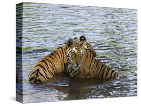 Family of Indian Tigers, Bandhavgarh National Park, Madhya Pradesh State-Thorsten Milse-Stretched Canvas