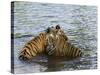 Family of Indian Tigers, Bandhavgarh National Park, Madhya Pradesh State-Thorsten Milse-Stretched Canvas