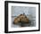 Family of Indian Tigers, Bandhavgarh National Park, Madhya Pradesh State-Thorsten Milse-Framed Photographic Print