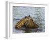 Family of Indian Tigers, Bandhavgarh National Park, Madhya Pradesh State-Thorsten Milse-Framed Photographic Print