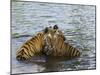 Family of Indian Tigers, Bandhavgarh National Park, Madhya Pradesh State-Thorsten Milse-Mounted Photographic Print