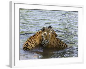 Family of Indian Tigers, Bandhavgarh National Park, Madhya Pradesh State-Thorsten Milse-Framed Photographic Print