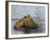 Family of Indian Tigers, Bandhavgarh National Park, Madhya Pradesh State-Thorsten Milse-Framed Photographic Print