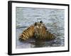 Family of Indian Tigers, Bandhavgarh National Park, Madhya Pradesh State-Thorsten Milse-Framed Photographic Print