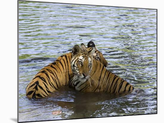Family of Indian Tigers, Bandhavgarh National Park, Madhya Pradesh State-Thorsten Milse-Mounted Photographic Print
