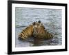 Family of Indian Tigers, Bandhavgarh National Park, Madhya Pradesh State-Thorsten Milse-Framed Photographic Print