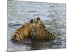 Family of Indian Tigers, Bandhavgarh National Park, Madhya Pradesh State-Thorsten Milse-Mounted Photographic Print