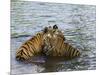 Family of Indian Tigers, Bandhavgarh National Park, Madhya Pradesh State-Thorsten Milse-Mounted Photographic Print