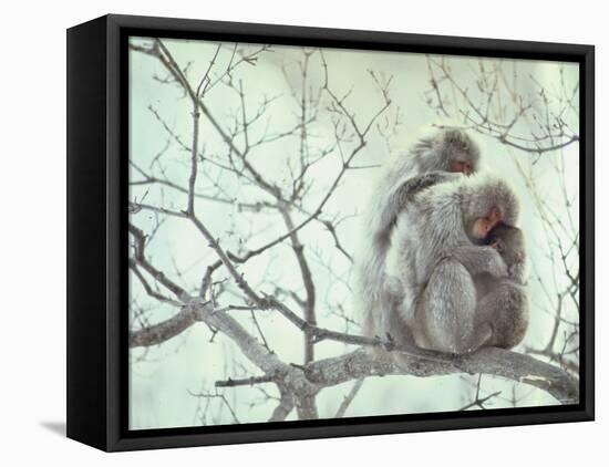 Family of Japanese Macaques Sitting in Tree in Shiga Mountains-Co Rentmeester-Framed Stretched Canvas