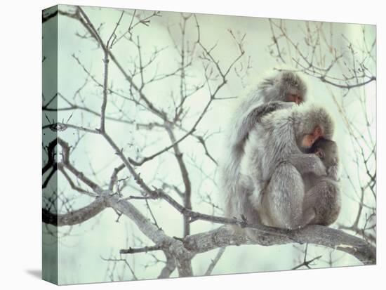Family of Japanese Macaques Sitting in Tree in Shiga Mountains-Co Rentmeester-Stretched Canvas