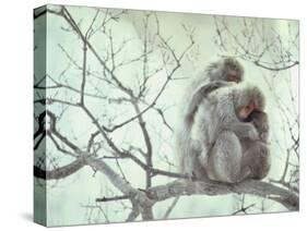 Family of Japanese Macaques Sitting in Tree in Shiga Mountains-Co Rentmeester-Stretched Canvas