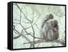 Family of Japanese Macaques Sitting in Tree in Shiga Mountains-Co Rentmeester-Framed Stretched Canvas