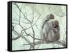 Family of Japanese Macaques Sitting in Tree in Shiga Mountains-Co Rentmeester-Framed Stretched Canvas